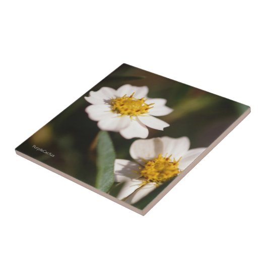 Schwarzes Fuß-Gänseblümchen Fliese (Seite)