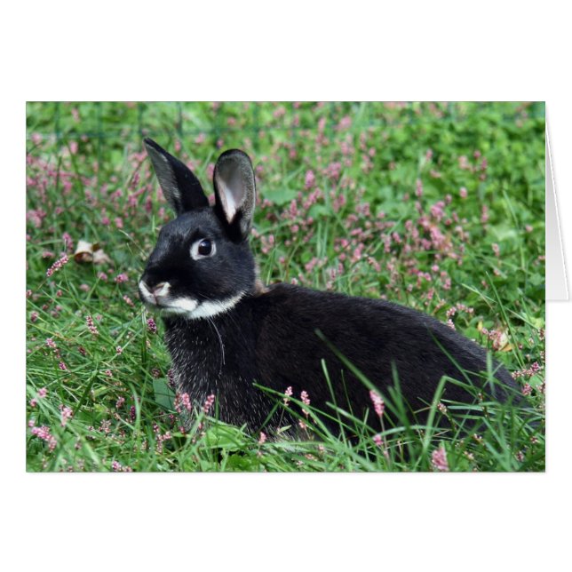 Schwarzes Gras (Vorderseite (Horizontal))