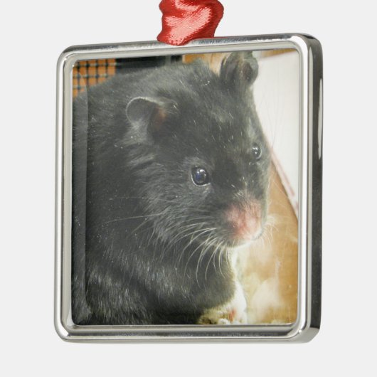 Schwarzes Hamster-Foto Silbernes Ornament (Links)