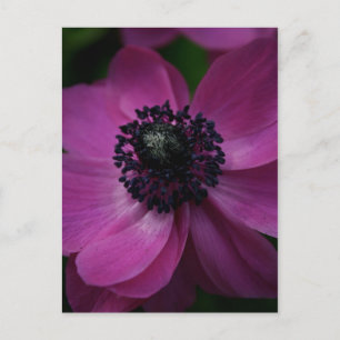 Schwarzes Herz 2 Blumenfotografie Postkarte