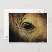 Schwarzes Horse Auge Postkarte (Vorne/Hinten)