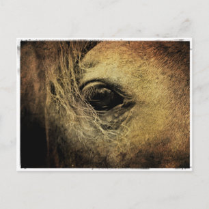 Schwarzes Horse Auge Postkarte