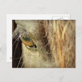 Schwarzes Horse Auge Postkarte (Vorne/Hinten)