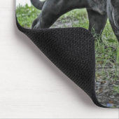 Schwarzes Jaguar, das Mousepad anpirscht (Ecke)