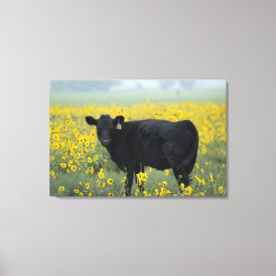 Schwarzes Kalb auf einem Feld mit Sonnenblumen Leinwanddruck
