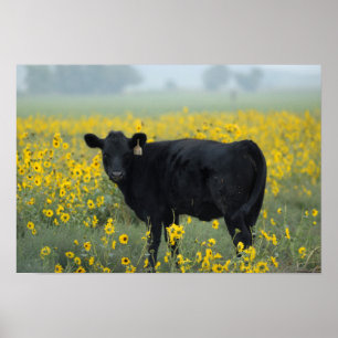 Schwarzes Kalb auf einem Feld mit Sonnenblumen Poster