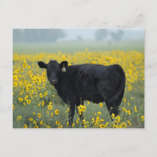Schwarzes Kalb auf einem Feld mit Sonnenblumen Postkarte