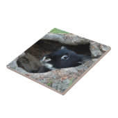 Schwarzes Kaninchen im Hollow eines Baumes Fliese (Seite)