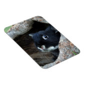 Schwarzes Kaninchen im Hollow eines Baumes Magnet (Rechte Seite)