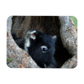 Schwarzes Kaninchen im Hollow eines Baumes Magnet (Horizontal)