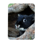 Schwarzes Kaninchen im Hollow eines Baumes Magnet (Vertikal)