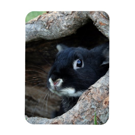 Schwarzes Kaninchen im Hollow eines Baumes Magnet (Vertikal)