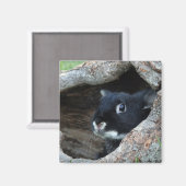 Schwarzes Kaninchen in Hollow eines Baum-Fotos Magnet (Vorderseite/Rückseite)