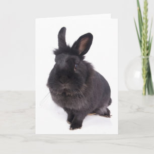 schwarzes Kaninchen Karte