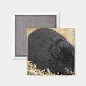Schwarzes Kaninchen Magnet (Vorderseite/Rückseite)