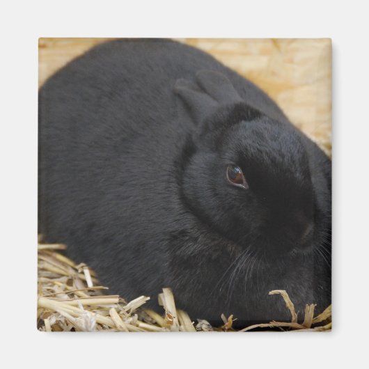 Schwarzes Kaninchen Magnet (Vorne)
