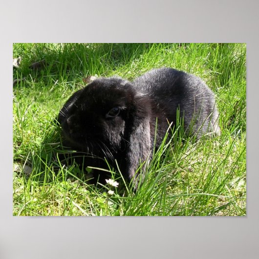 Schwarzes Kaninchen Poster (Vorne)