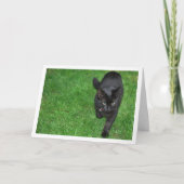 Schwarzes Kätzchen auf Gras Karte (Vorderseite)
