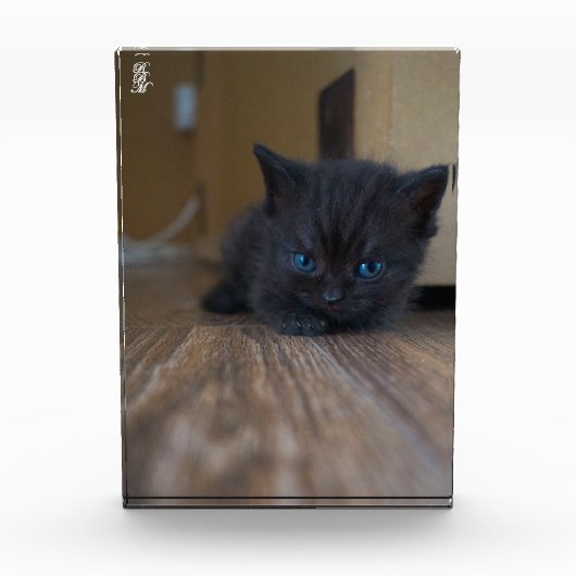 Schwarzes Kätzchen Fotoblock (Vorderseite)