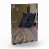 Schwarzes Kätzchen Fotoblock (Links)