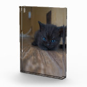 Schwarzes Kätzchen Fotoblock (Rechts)