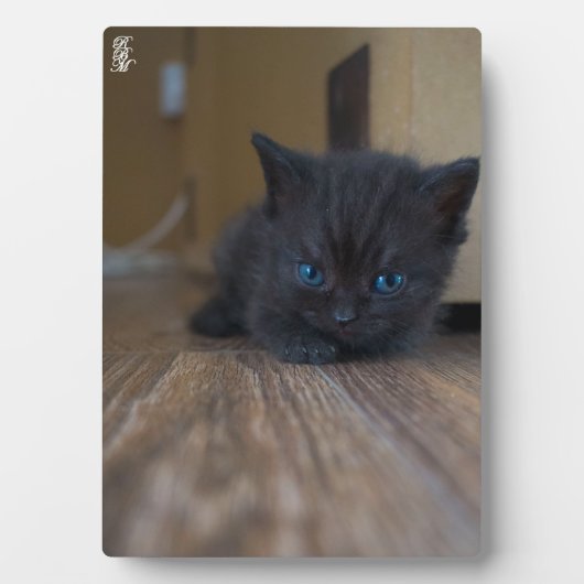 Schwarzes Kätzchen Fotoplatte (Vorderseite)