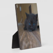 Schwarzes Kätzchen Fotoplatte (Seite)