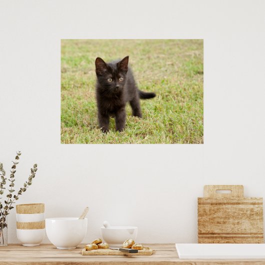 Schwarzes Kätzchen im Gras Poster (Küche)