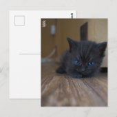 Schwarzes Kätzchen Postkarte (Vorne/Hinten)