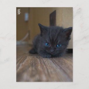 Schwarzes Kätzchen Postkarte