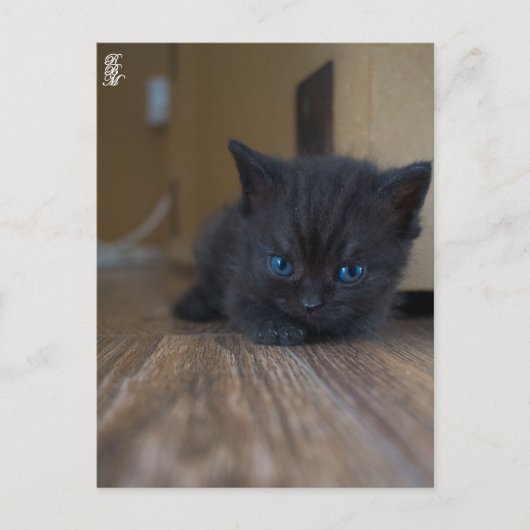 Schwarzes Kätzchen Postkarte (Vorderseite)