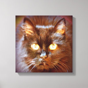 schwarzes kittycat leinwanddruck