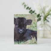 Schwarzes Königskalb der Neugeborenen Postkarte (Stehend Vorderseite)