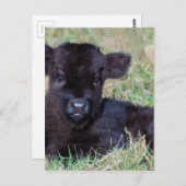 Schwarzes Königskalb der Neugeborenen Postkarte (Vorne/Hinten)