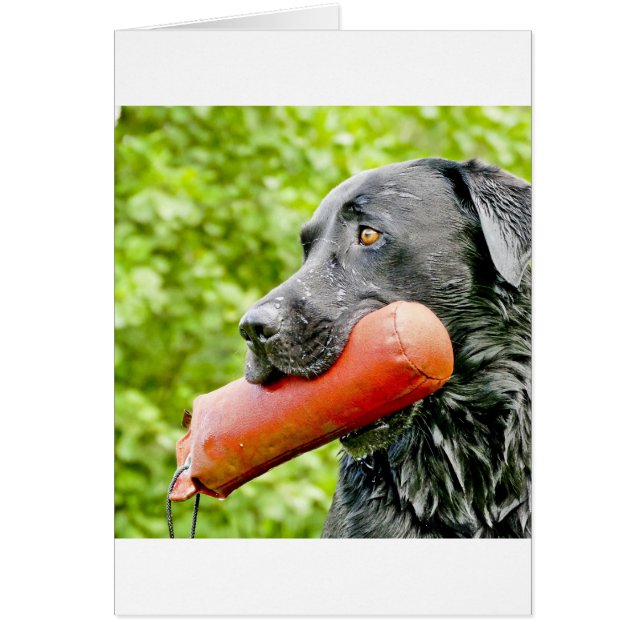 Schwarzes Labor (Vorne)