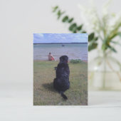 Schwarzes Labor am See Postkarte (Stehend Vorderseite)