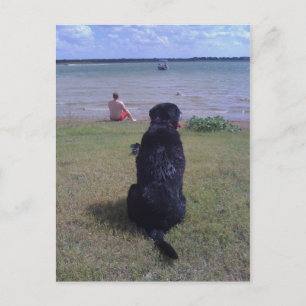 Schwarzes Labor am See Postkarte