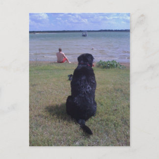 Schwarzes Labor am See Postkarte