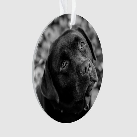 Schwarzes Labor - anpassbare Weihnachtszeit Ornament (Vorderseite)