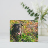 Schwarzes Labor auf Links Gras auf dem rechten Bil Postkarte (Stehend Vorderseite)