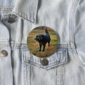 Schwarzes Labor im Fall Sun-Knopf Button (Beispiel)