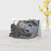 Schwarzes Labor Karte (Gelbe Blume)