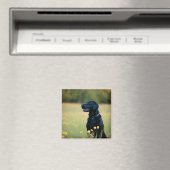 Schwarzes Labor Magnet (In Situ (Geschirrspüler))