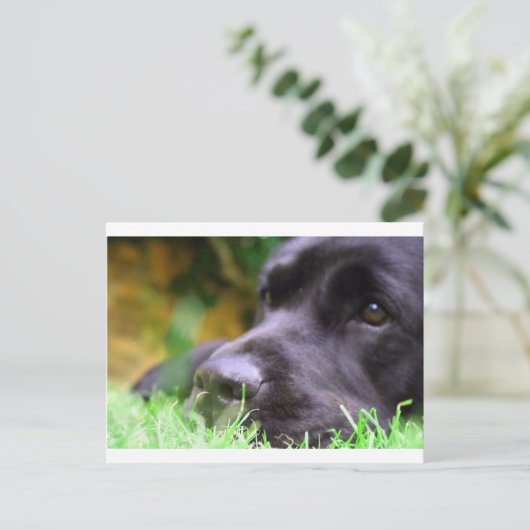 schwarzes Labor Postkarte (Stehend Vorderseite)