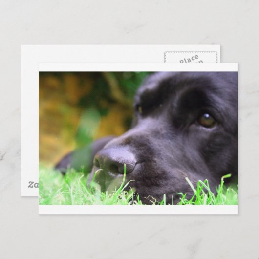 schwarzes Labor Postkarte (Vorne/Hinten)