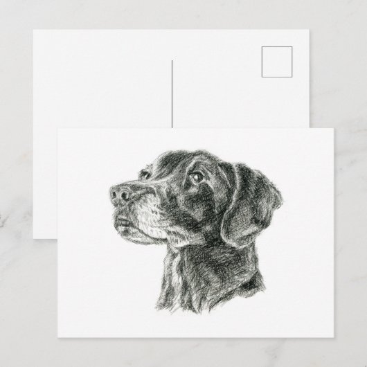 Schwarzes Labor Postkarte (Vorne/Hinten)