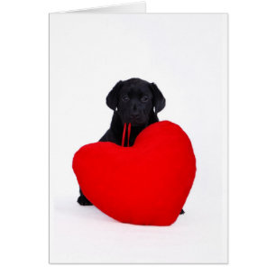 Schwarzes Labor und Herz