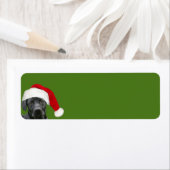 Schwarzes Labor Weihnachten (Insitu)