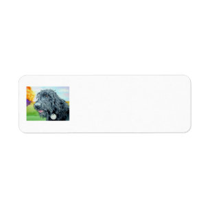Schwarzes Labradoodle