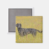 Schwarzes Labrador 16 Monate 2 Magnet (Vorderseite/Rückseite)